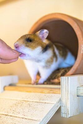 Fräulein Schmittchen, Mittelhamster (Goldhamster) - weiblich