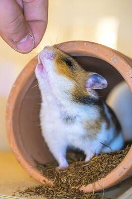 Fräulein Schmittchen, Mittelhamster (Goldhamster) - weiblich