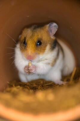 Fräulein Schmittchen, Mittelhamster (Goldhamster) - weiblich