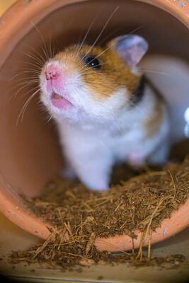 Fräulein Schmittchen, Mittelhamster (Goldhamster) - weiblich