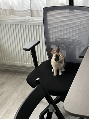 Franzi, Zwergkaninchen - männlich