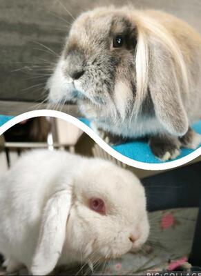 Fridolina & Friedrich