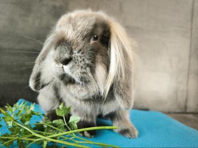 Fridolina & Friedrich, Widderkaninchen - weiblich