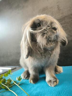 Fridolina & Friedrich, Widderkaninchen - weiblich