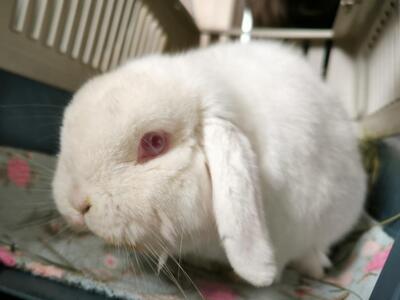 Fridolina & Friedrich, Widderkaninchen - weiblich