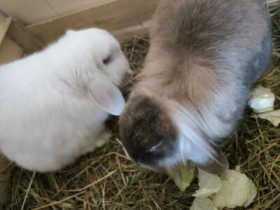 Fridolina & Friedrich, Widderkaninchen - weiblich