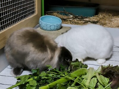 Fridolina & Friedrich, Widderkaninchen - weiblich