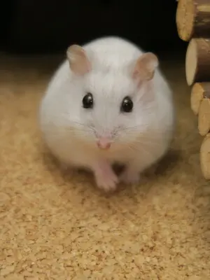 Frieda und Pitty (beides Hybrid-Zwerghamster), Dsungarische Zwerghamster Jungtier - unbekannt
