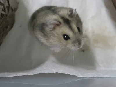 Frieda und Pitty (beides Hybrid-Zwerghamster), Dsungarische Zwerghamster Jungtier - unbekannt