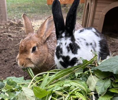 Fritz und Quwi, Kaninchen m/w - männlich