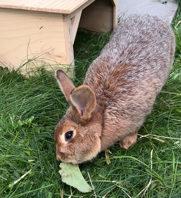 Fritz und Quwi, Kaninchen m/w - männlich