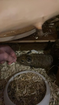 Gewöhnlicher Degu - weiblich