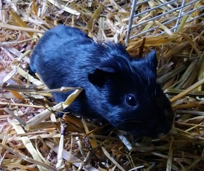 Glatthaar Jungtier - männlich