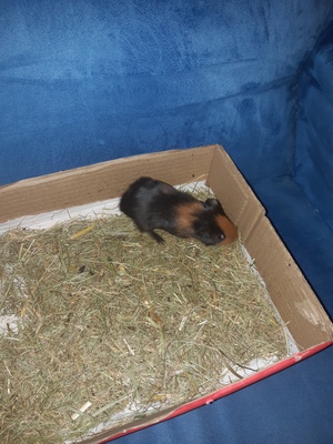 Glatthaar Jungtier - männlich