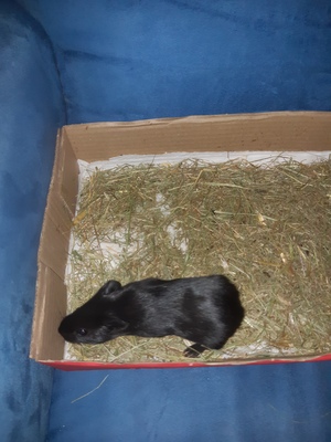 Glatthaar Jungtier - männlich