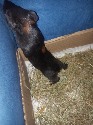 Glatthaar Jungtier - männlich