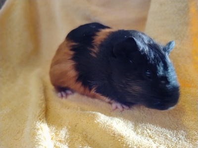 Glatthaar Jungtier - männlich