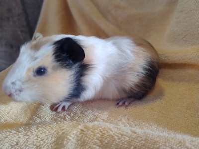 Glatthaar Jungtier - männlich