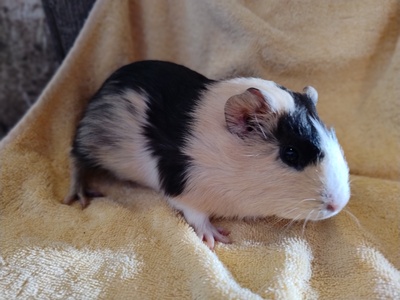 Glatthaar Jungtier - männlich