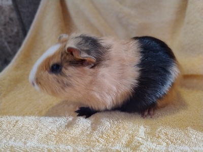 Glatthaar Jungtier - männlich