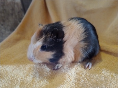 Glatthaar Jungtier - männlich