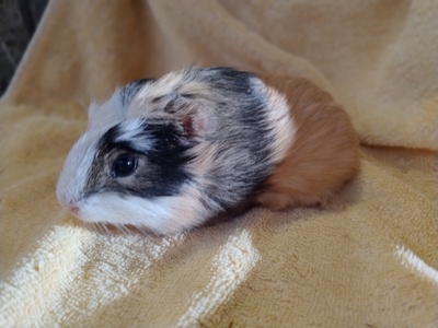 Glatthaar Jungtier - männlich