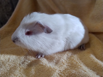 Glatthaar Jungtier - männlich