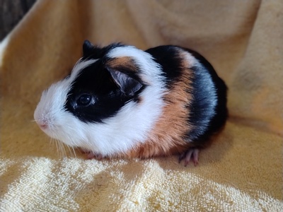 Glatthaar Jungtier - männlich