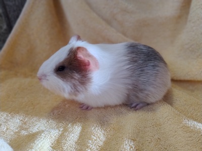 Glatthaar Jungtier - männlich