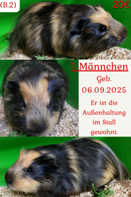 Glatthaar Jungtier - männlich