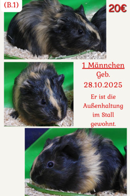 Glatthaar Jungtier - männlich