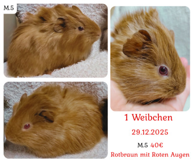 Glatthaar Jungtier - weiblich