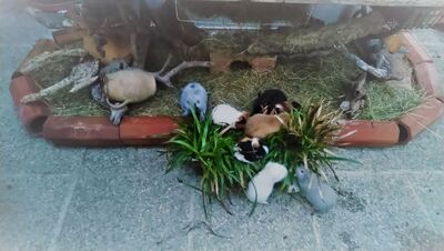 Glatthaar - männlich