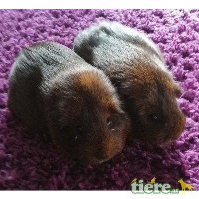 Glatthaar - weiblich