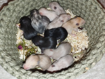 Goldhamster Jungtier - unbekannt