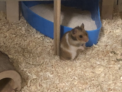 Goldhamster - weiblich