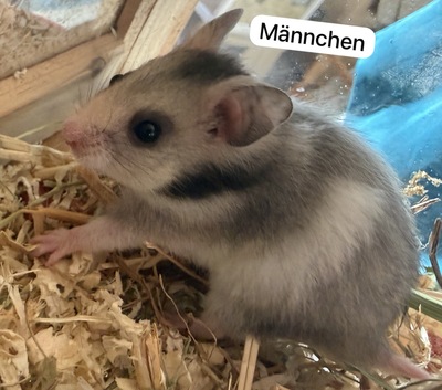 Goldhamsterbabys 5 Wochen alt, Goldhamster - männlich