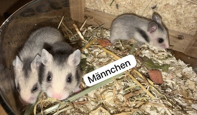 Goldhamsterbabys 5 Wochen alt, Goldhamster - männlich