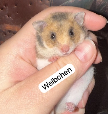 Goldhamsterbabys 5 Wochen alt, Goldhamster - männlich