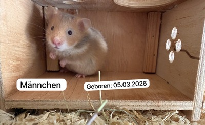 Goldhamsterbabys 5 Wochen alt, Goldhamster - männlich