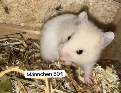 Goldhamsterbabys 5 Wochen alt, Goldhamster - männlich