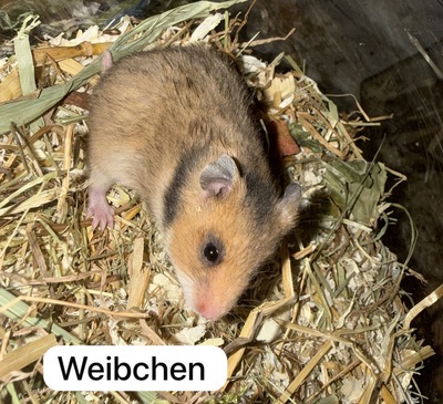 Goldhamsterbabys 5 Wochen alt, Goldhamster - männlich