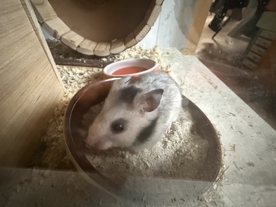 Goldhamsterbabys 5 Wochen alt, Goldhamster - männlich