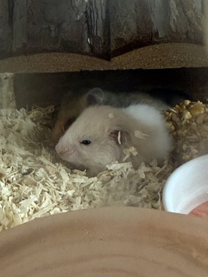 Goldhamsterbabys 5 Wochen alt, Goldhamster - männlich