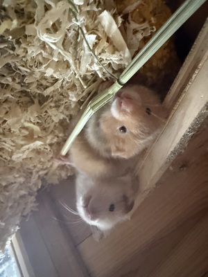 Goldhamsterbabys 5 Wochen alt, Goldhamster - männlich