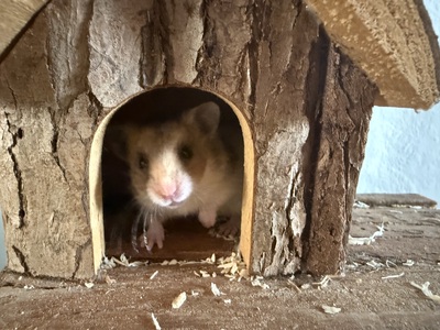 Goldhamsterbabys 5 Wochen alt, Goldhamster - männlich