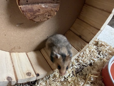 Goldhamsterbabys 5 Wochen alt, Goldhamster - männlich