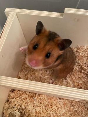 Goldie, Mittelhamster (Goldhamster) - weiblich