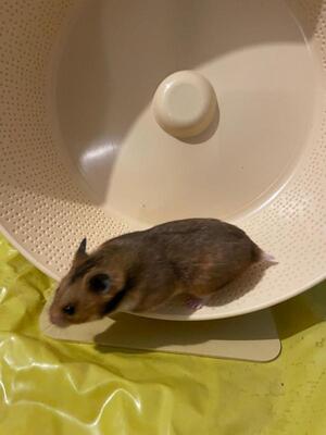 Goldie, Mittelhamster (Goldhamster) - weiblich