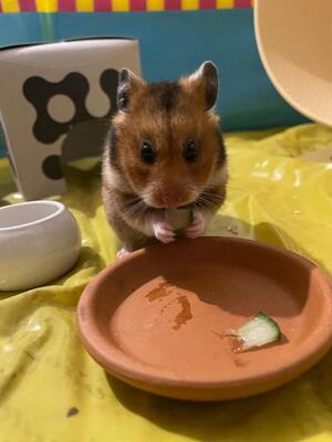 Goldie, Mittelhamster (Goldhamster) - weiblich